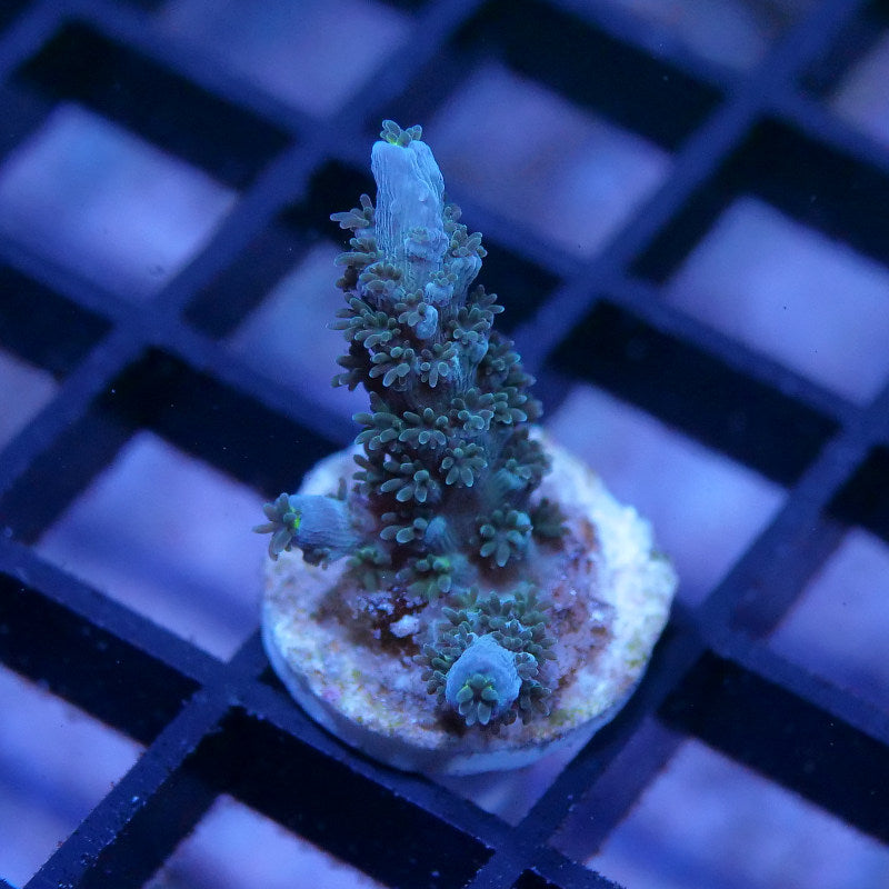Acropora tenuis