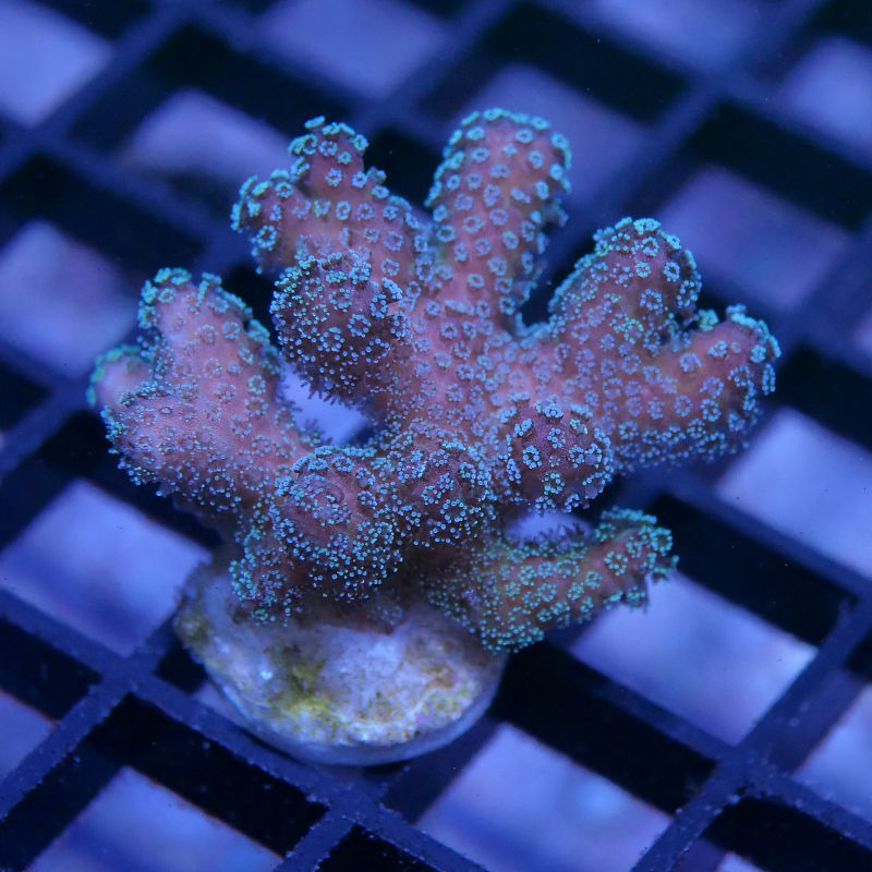 Stylophora pistillata 'Bug Out'