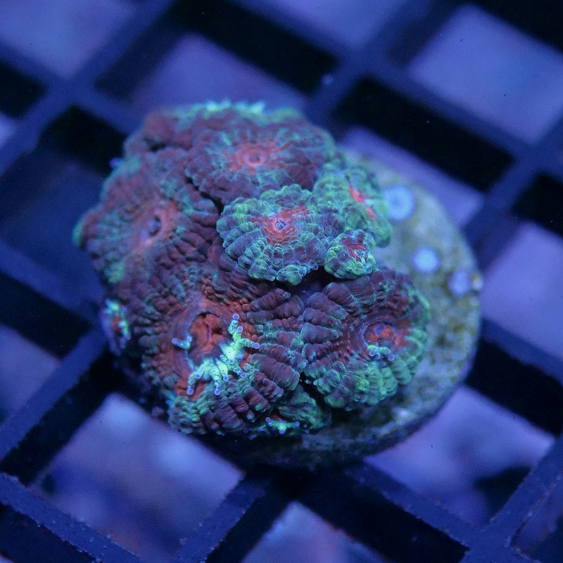 Micromussa lordhowensis