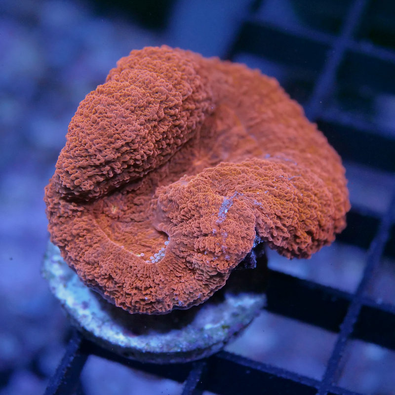 Lobophyllia sp. 'Red'