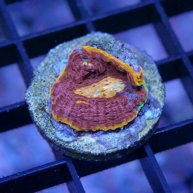 Chalice 'Flaming Bugatti'