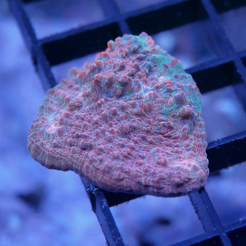 Chalice 'Water & Lava'