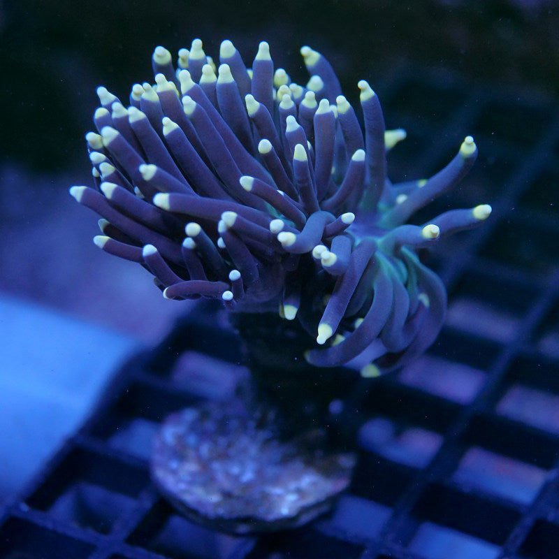 Euphyllia glabrescens 'Orange Tips'