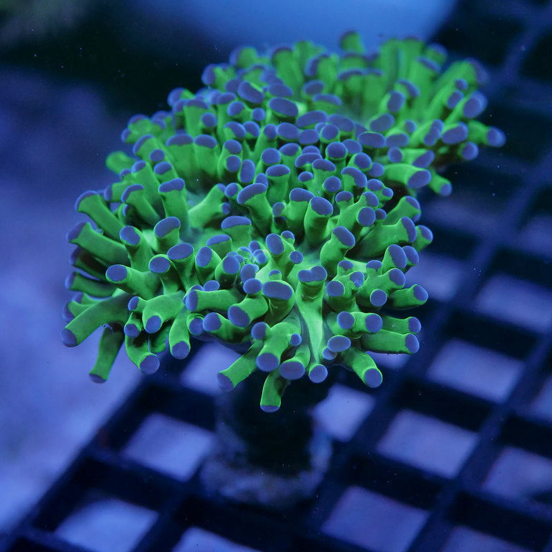 Euphyllia sp. 'Bicolor' XL