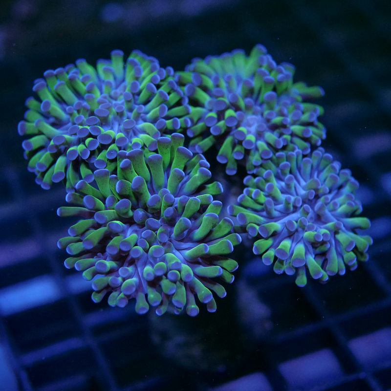 Euphyllia sp. 'Bicolor' XXL