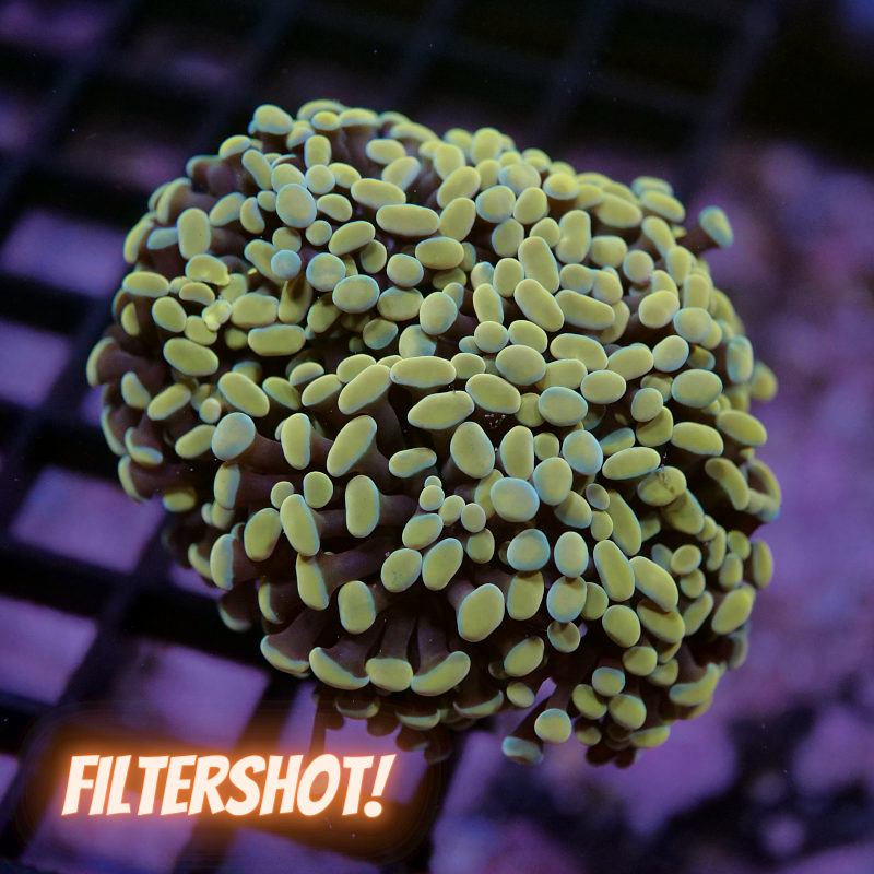 Euphyllia sp. 'Golden Hammer' XL