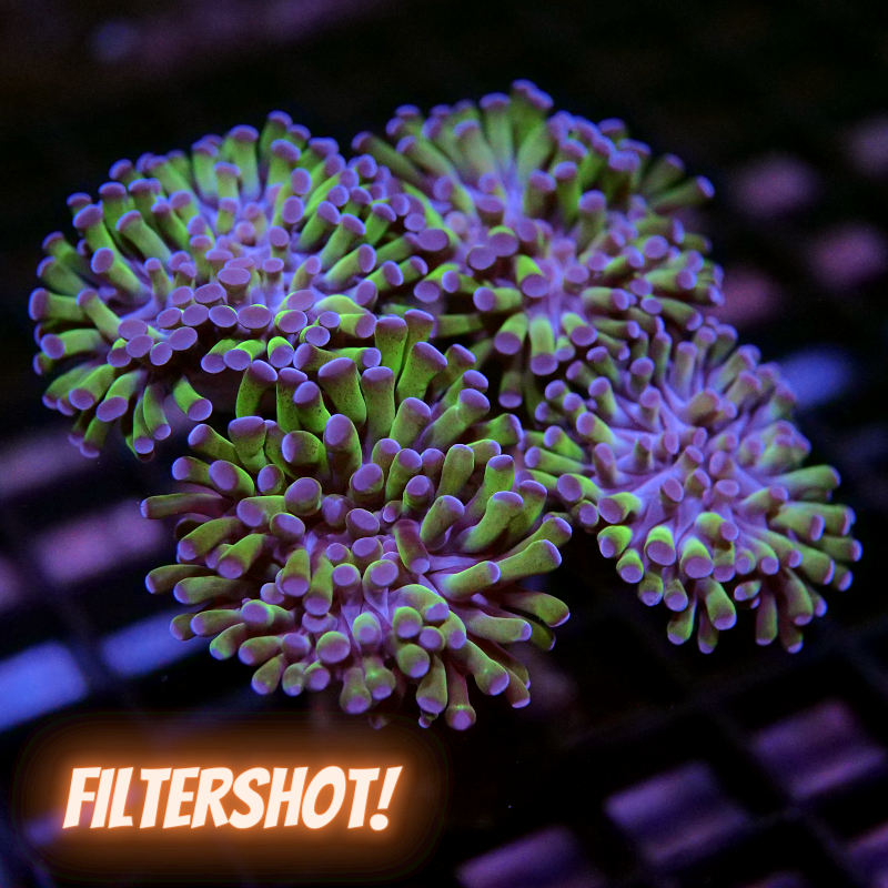 Euphyllia sp. 'Bicolor' XXL