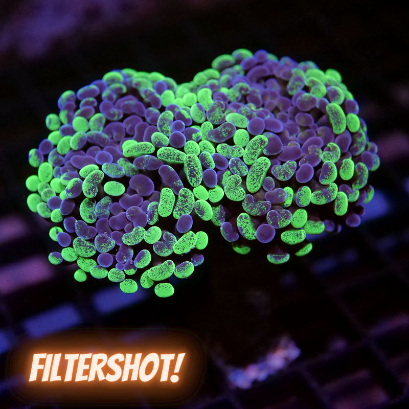 Euphyllia sp. 'Toxic Green' XL