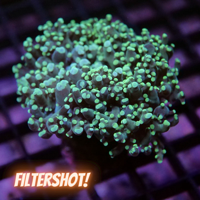 Euphyllia paradivisa