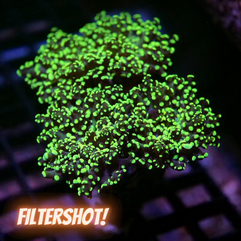 Euphyllia paradivisa 'Yellow' XL