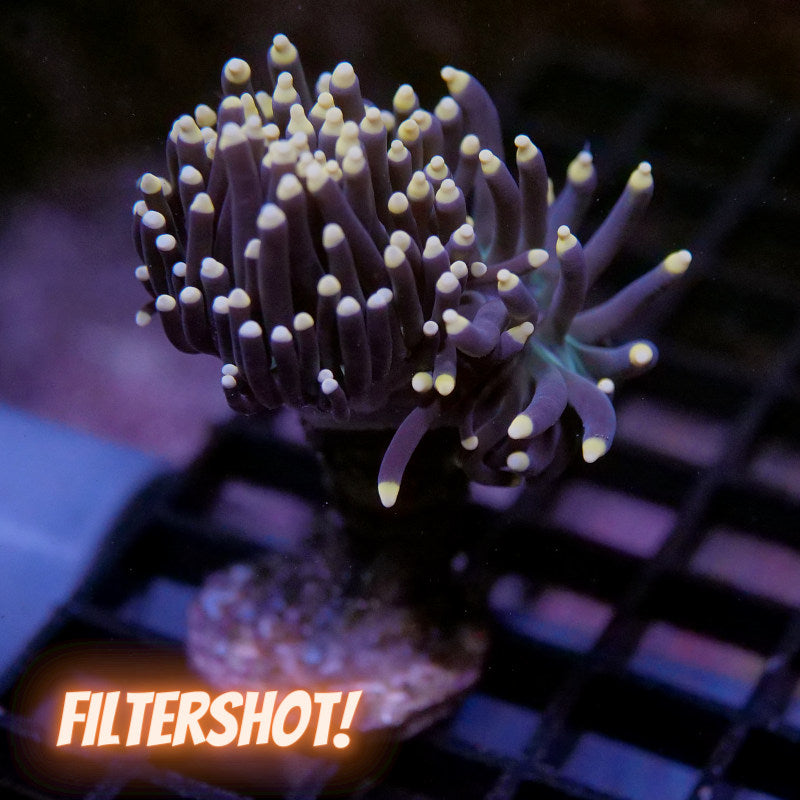 Euphyllia glabrescens 'Orange Tips'