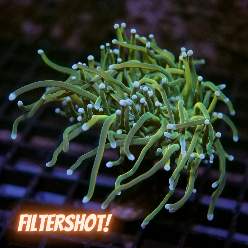 Euphyllia glabrescens 'Holy Grail Malaysia'