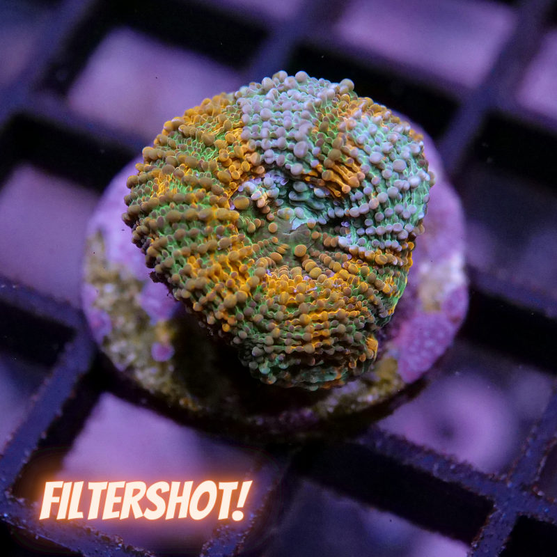 Acanthastrea echinata 'Rainbow'