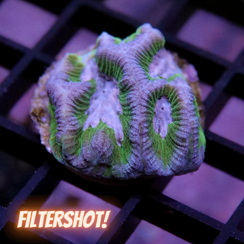 Platygyra sp. 'Purple Rim'