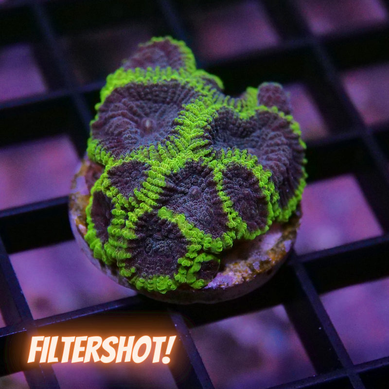 Favia sp. 'Mystic Grape'