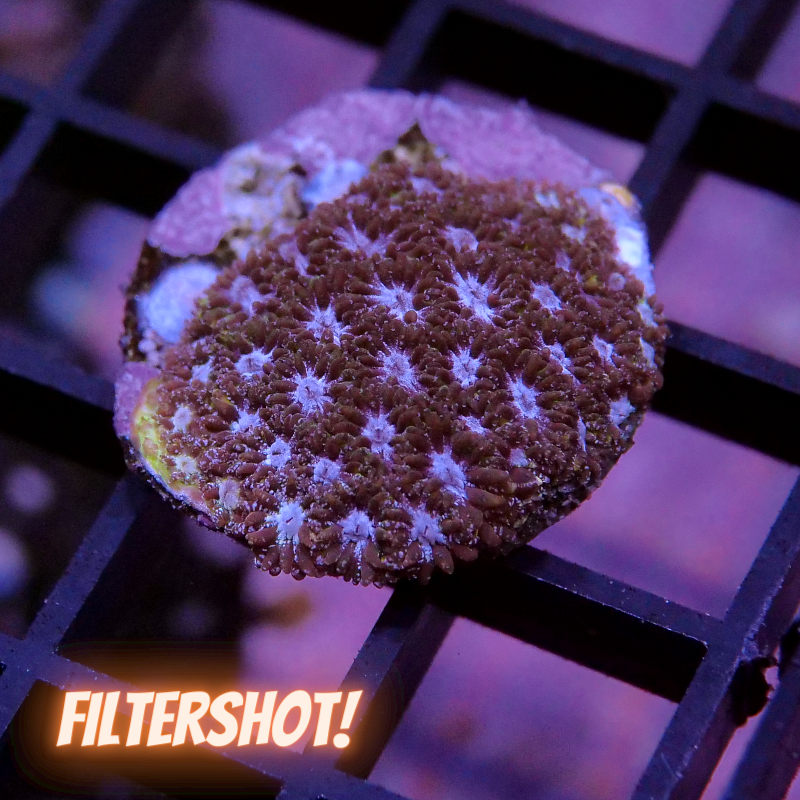 Leptastrea 'Purple Glam'