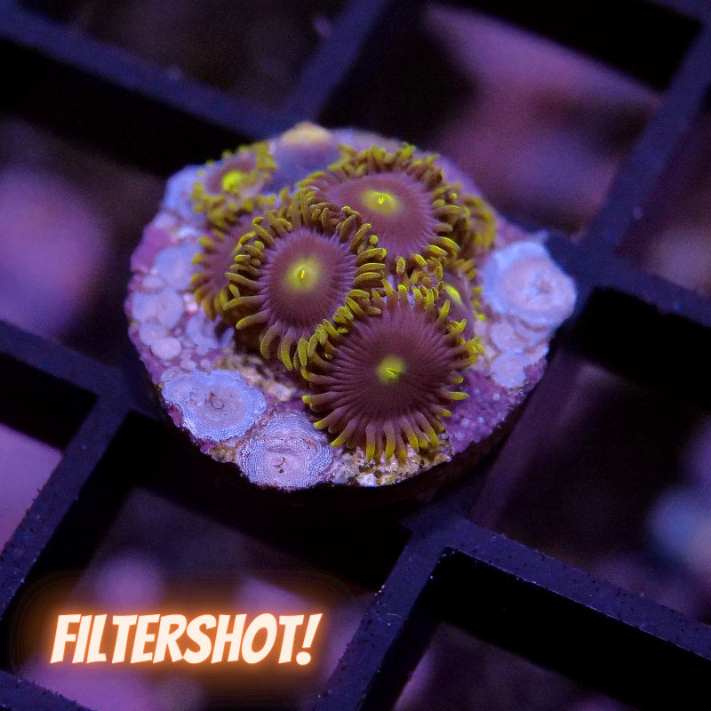 Zoanthus sp. 'Batman'