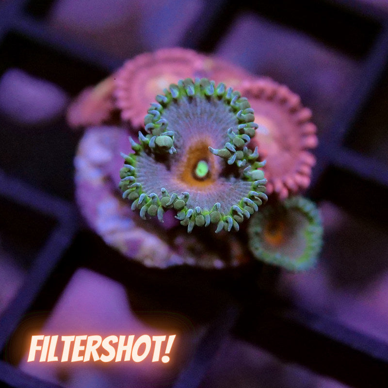 Zoanthus sp. Mix 'Alien Antivenom meets Captain America'