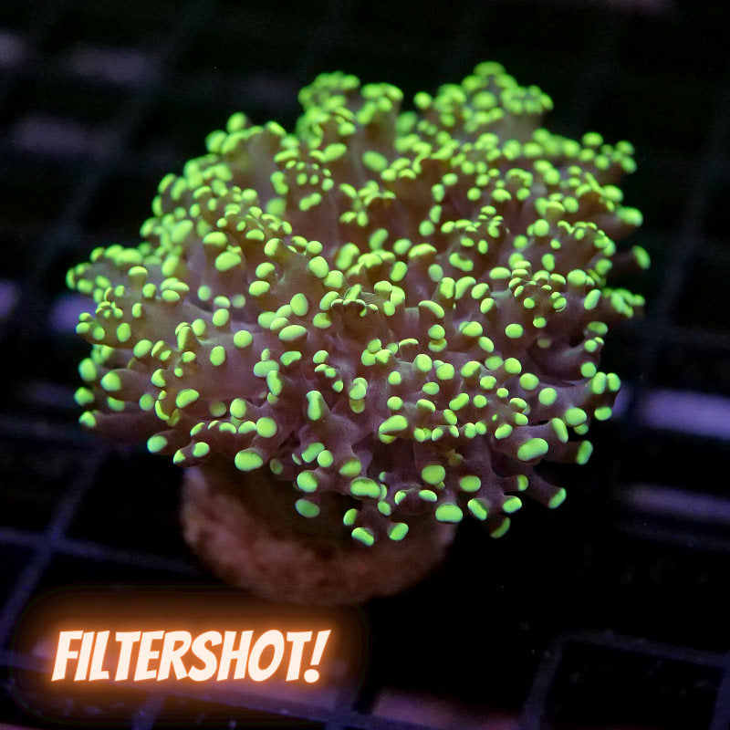 Euphyllia paradivisa 'Yellow'