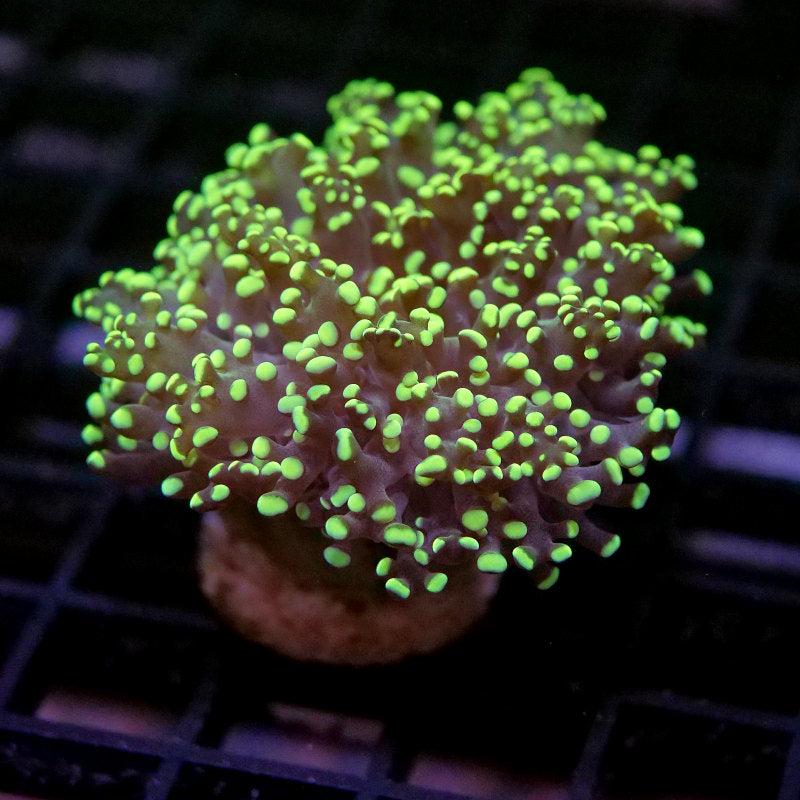 Euphyllia paradivisa 'Yellow'