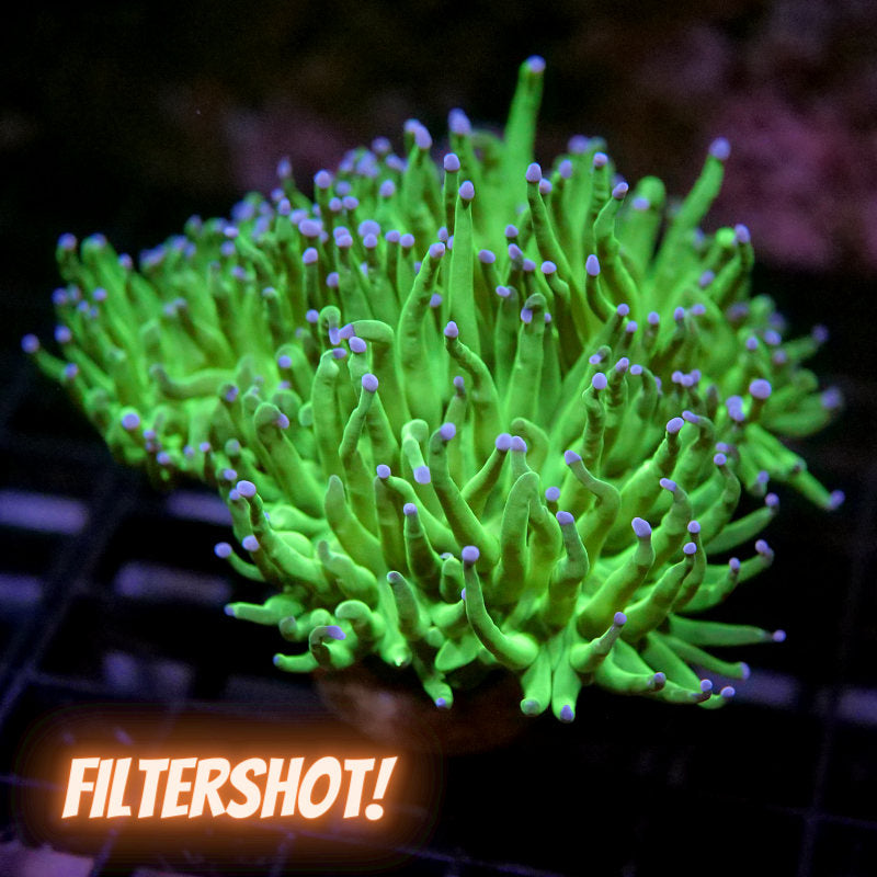 Euphyllia glabrescens 'Pink Tip'