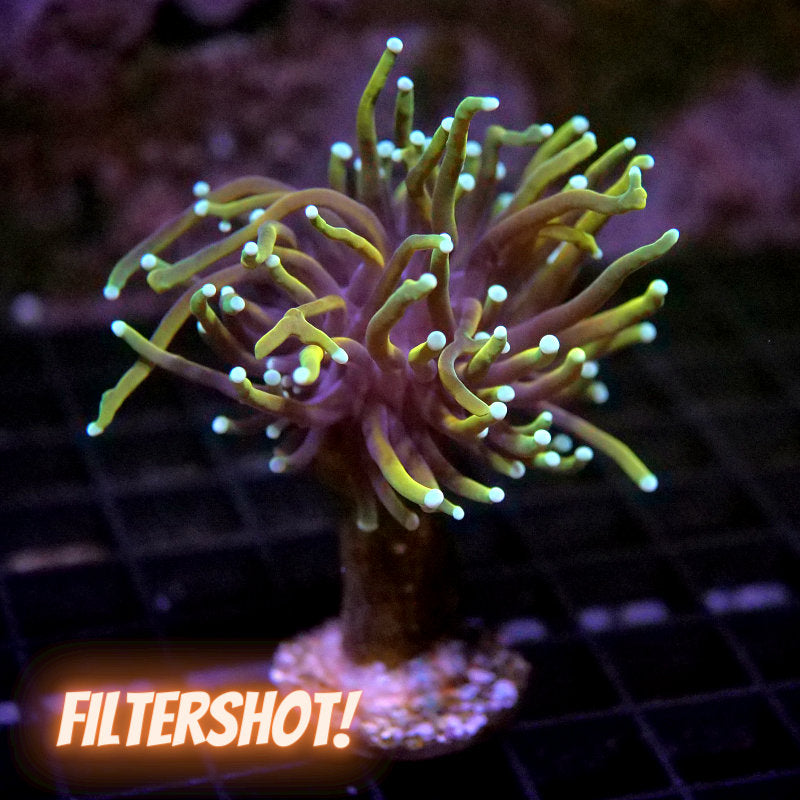 Euphyllia glabrescens 'Golden Torch'