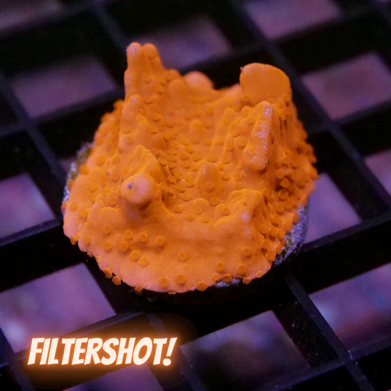 Montipora setosa 'Red'