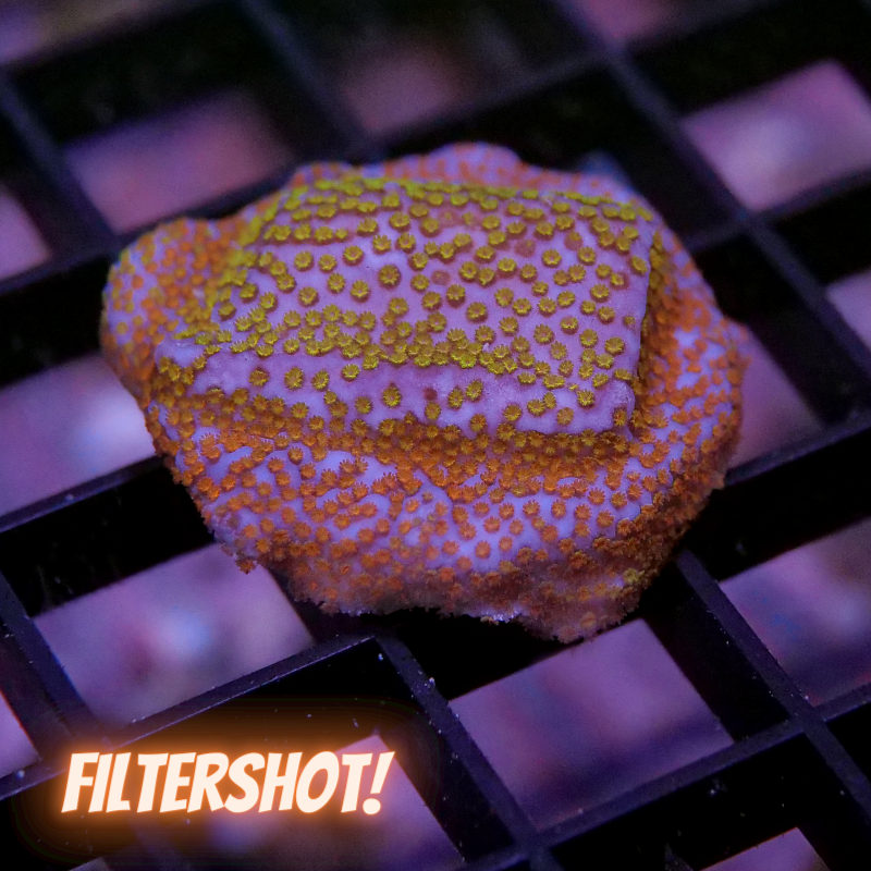 Montipora sp. 'Rainbow'