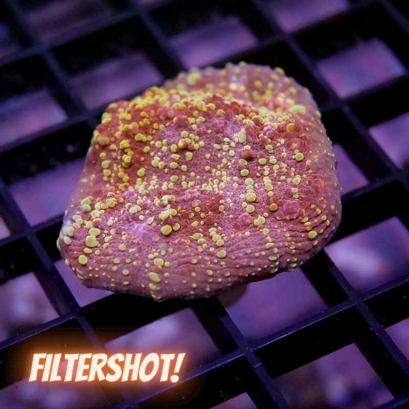 Chalice 'Goldmeister'