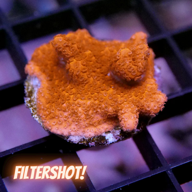 Montipora digitata 'Red'