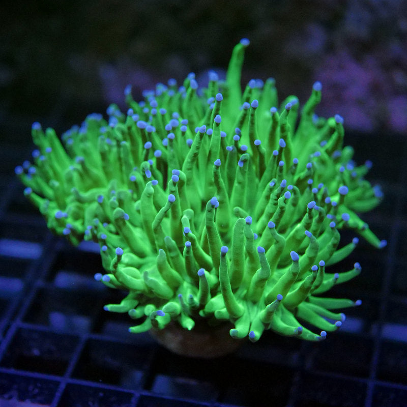 Euphyllia glabrescens 'Pink Tip'