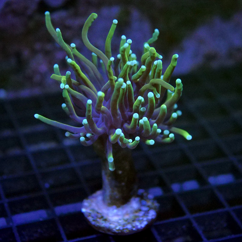 Euphyllia glabrescens 'Golden Torch'