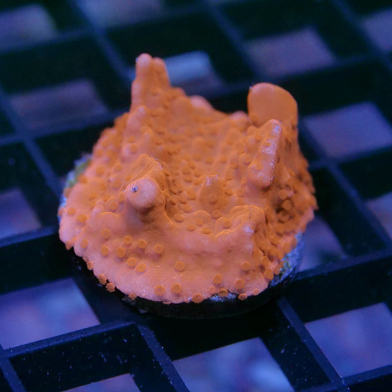 Montipora setosa 'Red'