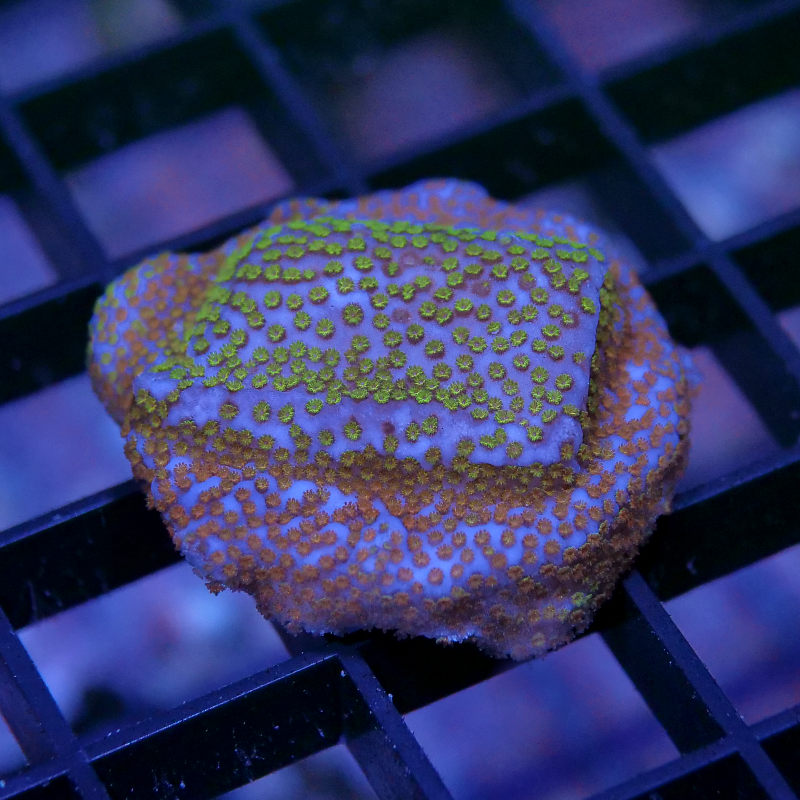 Montipora sp. 'Rainbow'