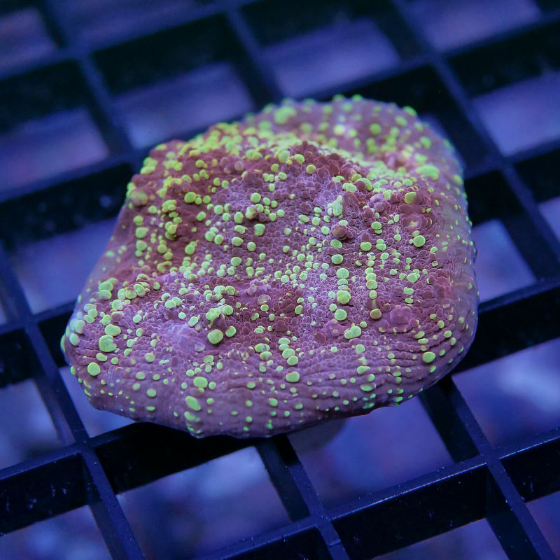 Chalice 'Goldmeister'