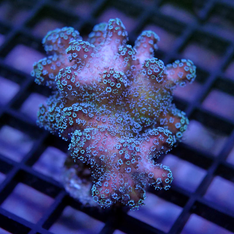 Stylophora pistillata 'Bug Out' XL