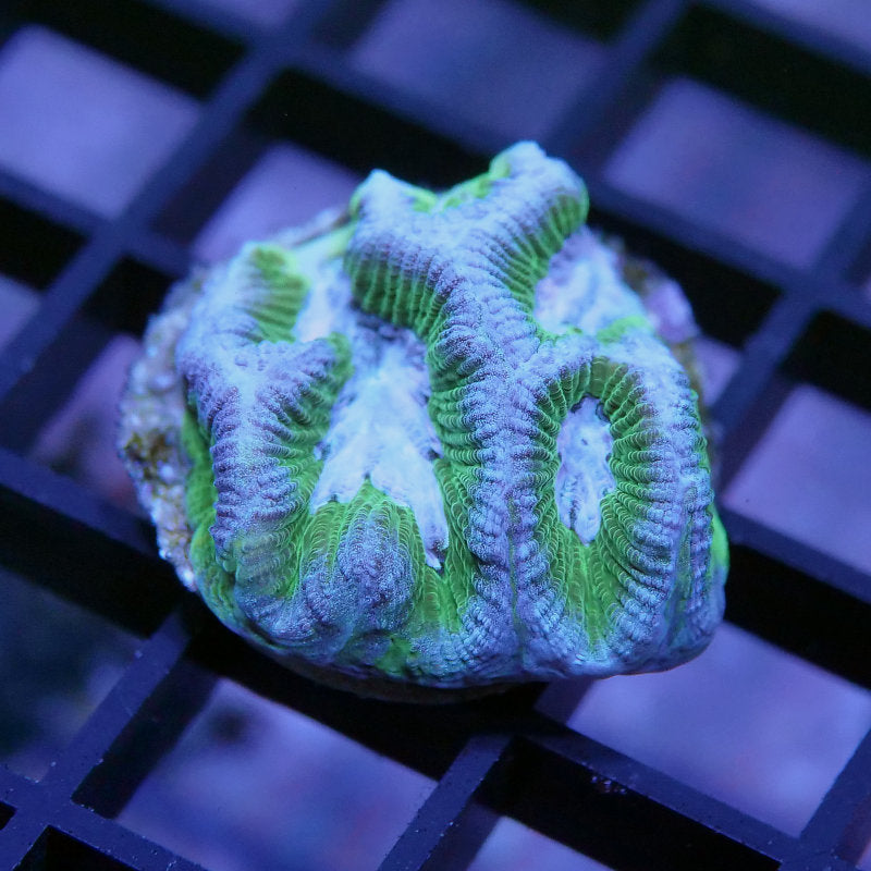 Platygyra sp. 'Purple Rim'