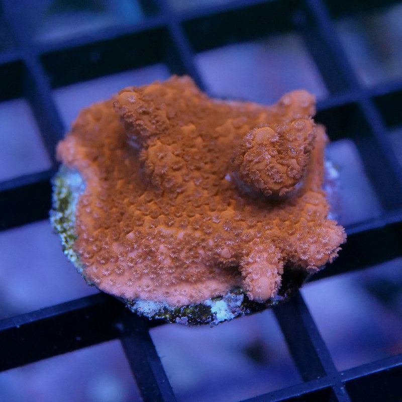 Montipora digitata 'Red'
