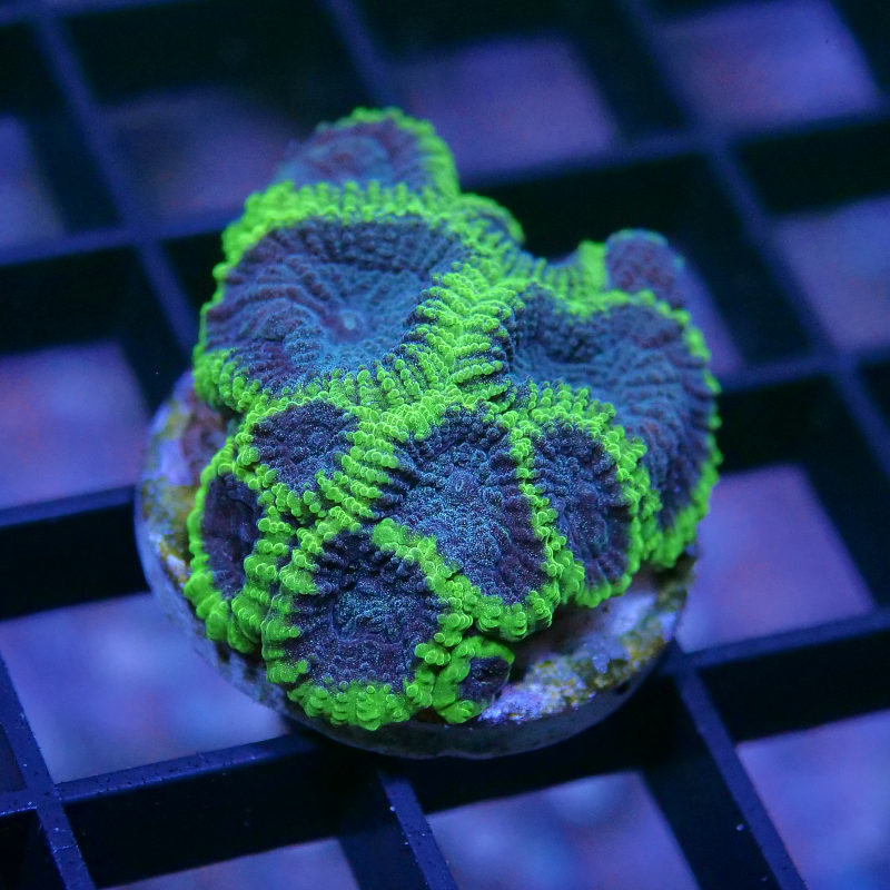 Favia sp. 'Mystic Grape'