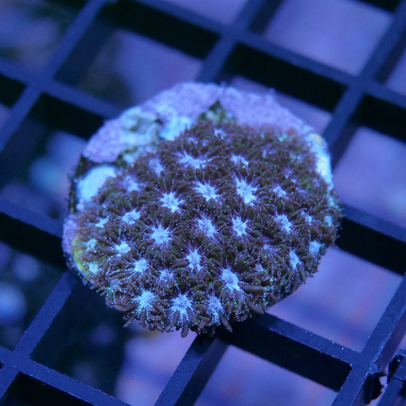 Leptastrea 'Purple Glam'