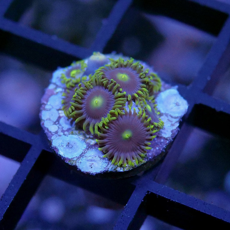 Zoanthus sp. 'Batman'