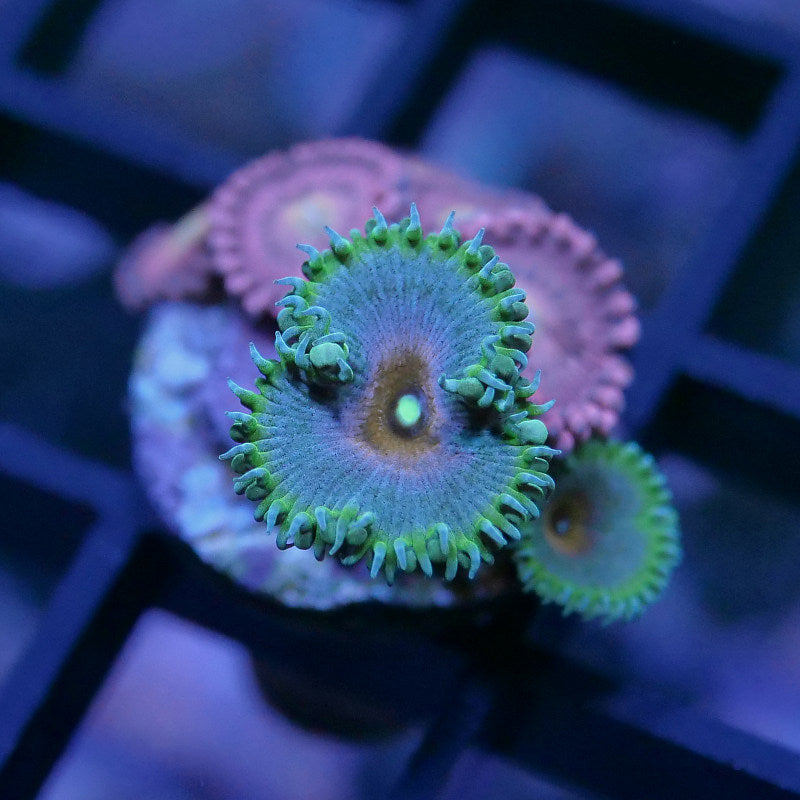 Zoanthus sp. Mix 'Alien Antivenom meets Captain America'