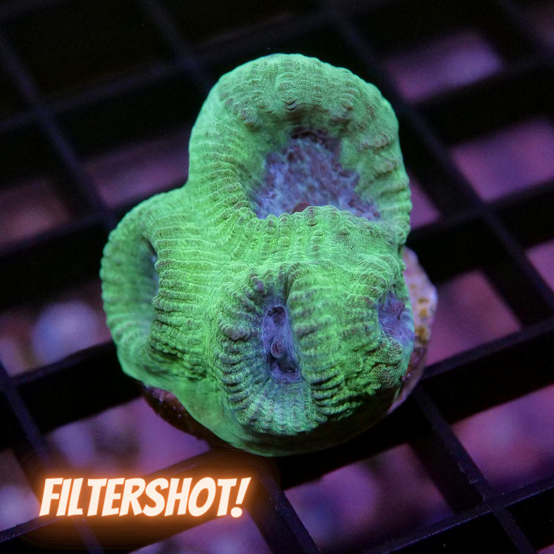 Goniastrea sp. 'Berry Mint'