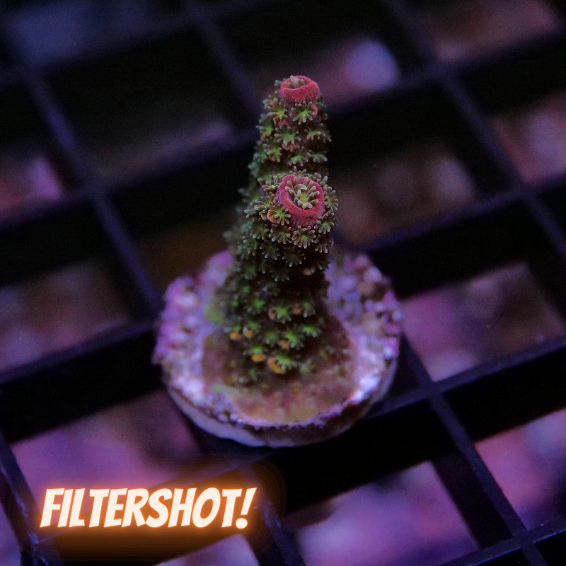 Acropora abrolhosensis 'Rainbow Staghorn'