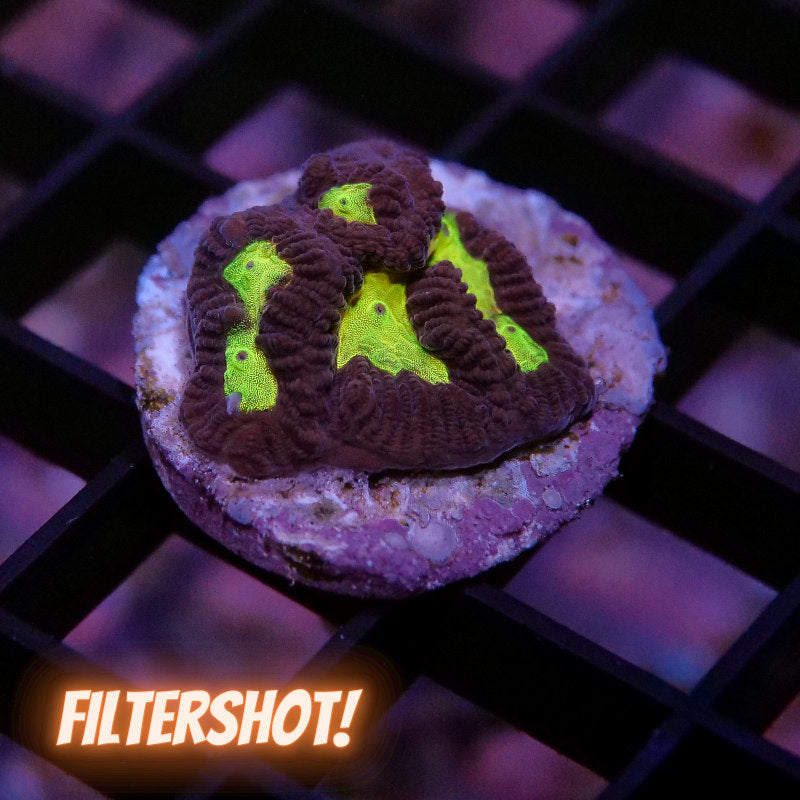 Platygyra sp. 'Shining'