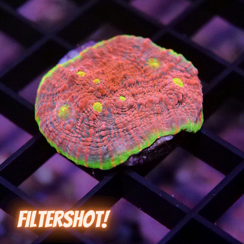 Chalice 'Watermelon'