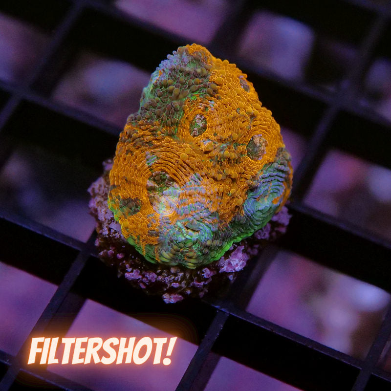 Acanthastrea echinata 'Rainbow'