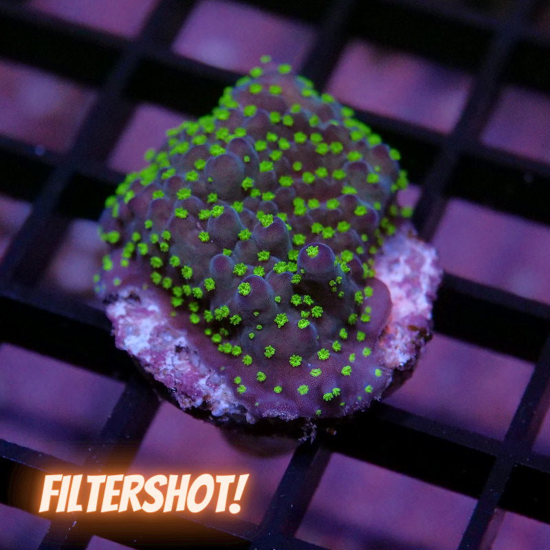 Acropora sp. 'Tricolor'