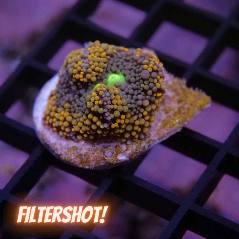 Ricordea florida