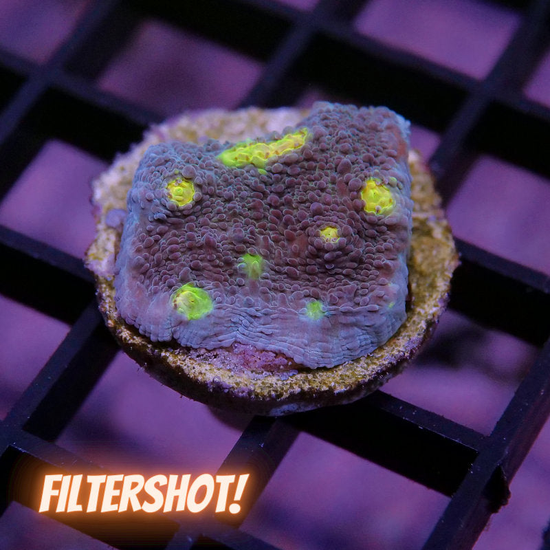 Chalice 'Blue Polka'